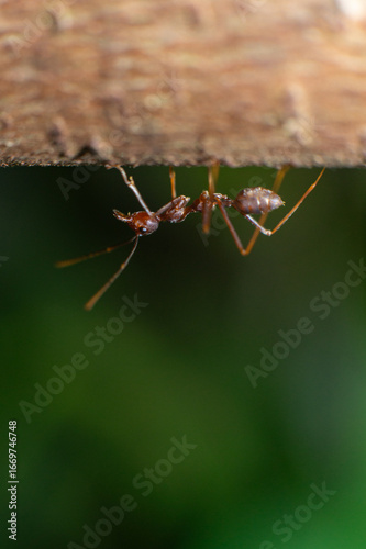 Close Up of Ant Carrying Food on Tree Branch Macro Nature Photography