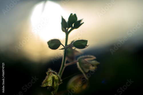 green plant in the morning sun