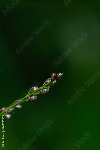 shoots of grass that has beautiful flowers