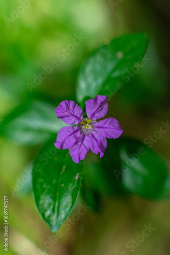 wasted purple flower