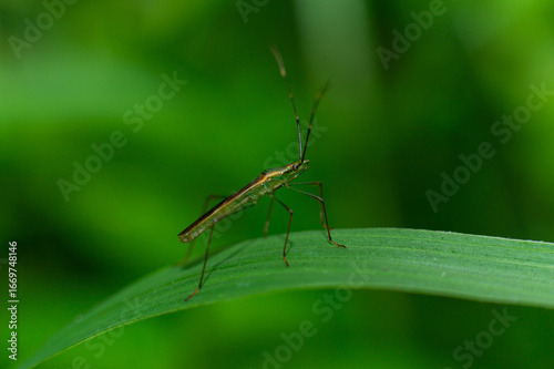 Leptocorisa on the leaf