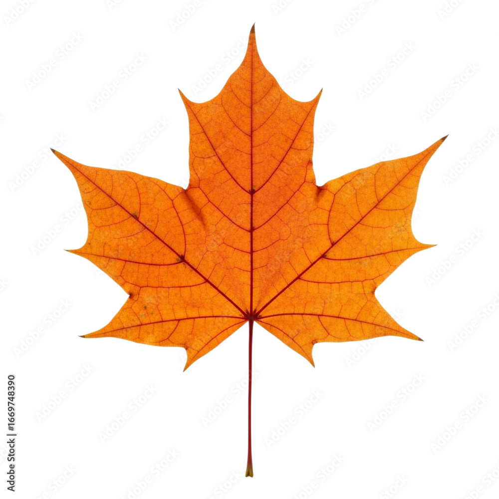 Fototapeta premium Vibrant orange maple leaf isolated on transparent background