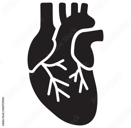 Simple black and white anatomical illustration of the human heart isolated on white