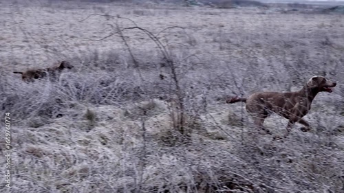 Exploring a frosty Serbian landscape with wildlife activity captured in a serene natural setting
