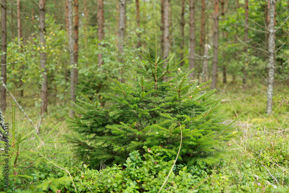Fototapeta premium small green fir trees grow in a bush in the forest