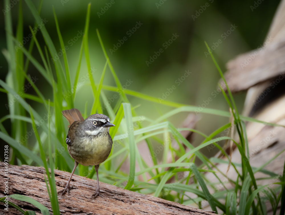 Obraz premium White Browed Scrub wren on a branch