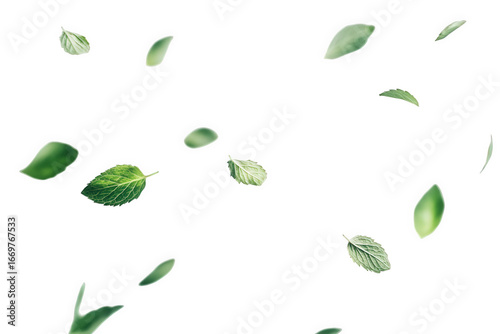 Fresh green mint leaves scattered and falling isolated on transparent background