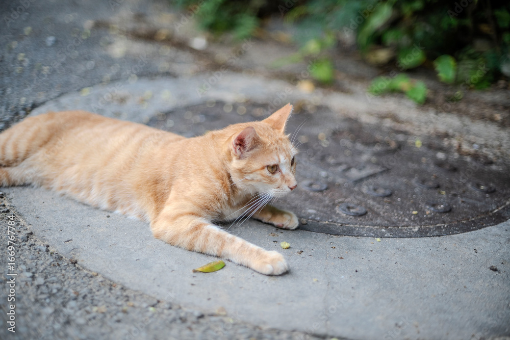 Fototapeta premium 道に寝そべる猫