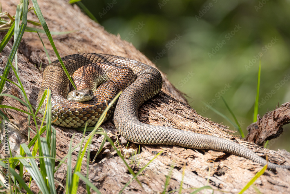 Naklejka premium Snake sunbaking