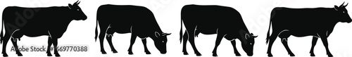 Four Black Silhouettes of Cows Grazing and Standing on White Background Keywords: cow, cattle