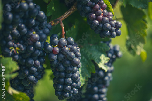 Wallpaper Mural blue grapes in green vineyard Torontodigital.ca
