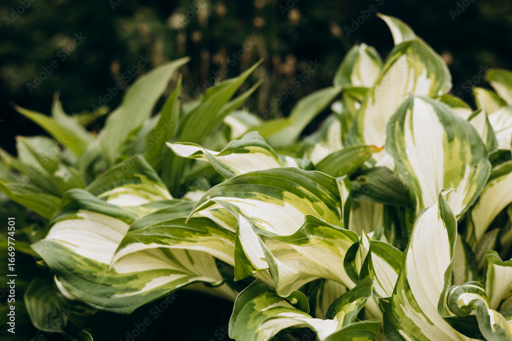 Obraz premium Close-up of hosta leaves with rich texture and natural green tones.