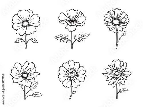 pincushion flower simple sketch