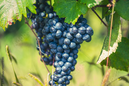 Wallpaper Mural blue grapes in green vineyard Torontodigital.ca