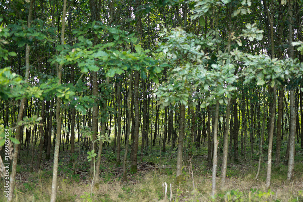 dense, impenetrable oak forest, oak grove dense, impenetrable oak forest, oak grove