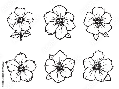 Plumbago botanical sketch art