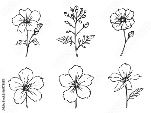 Plumbago plant simple line drawing