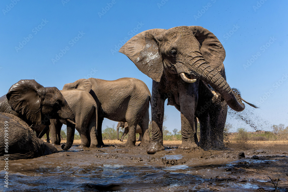 Fototapeta premium Elephants drinking ans taking a bath in a waterhole in Mashatu Game Reserve in the Tuli Block in Botswana.