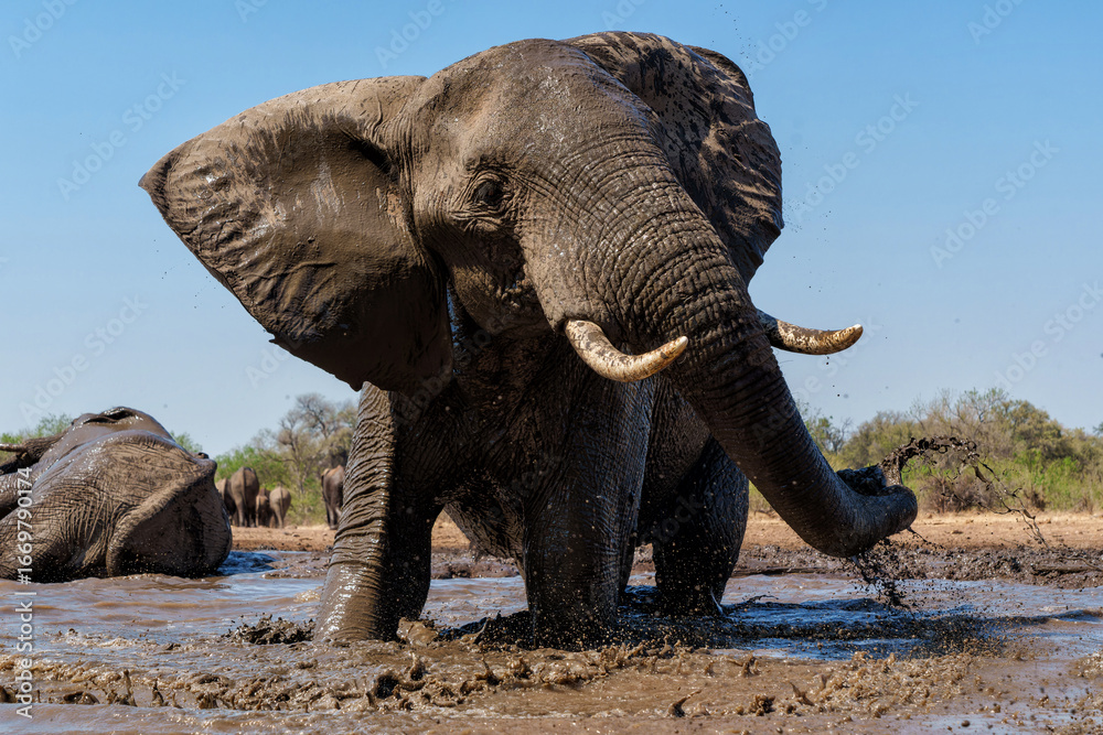Fototapeta premium Elephants drinking ans taking a bath in a waterhole in Mashatu Game Reserve in the Tuli Block in Botswana.