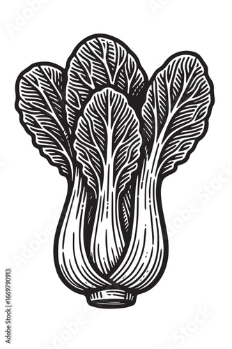 Bok Choy Botanical Engraving linocut woodcut engraving black and white vegetable illustration