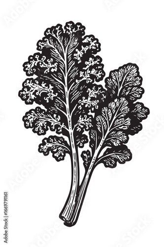Curly Kale Etching in Detail linocut woodcut engraving black and white vegetable illustration