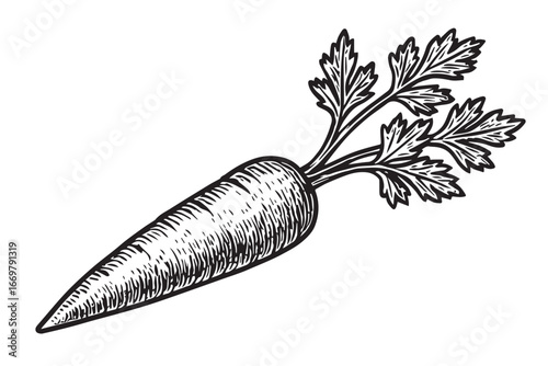 Engraved Carrot with Leafy Tops linocut woodcut engraving black and white vegetable illustration