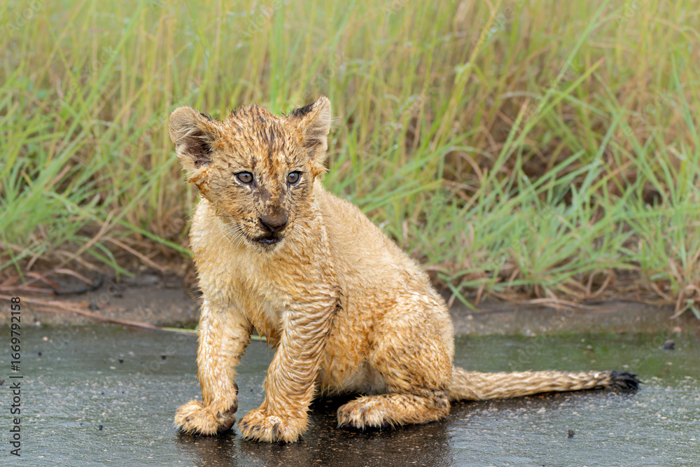 Obraz premium Lion cubs in the rain. these very young lion cubs are walking with mum in Kruger National Park in South Africa