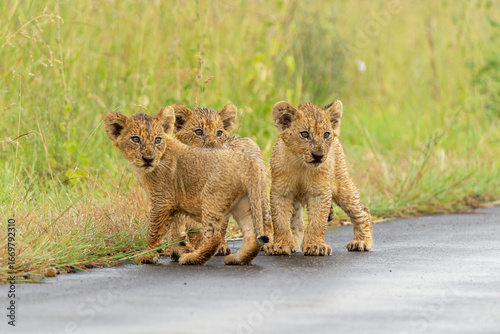 Lion cubs in the rain. these very young lion cubs are walking with mum in Kruger National Park in South Africa