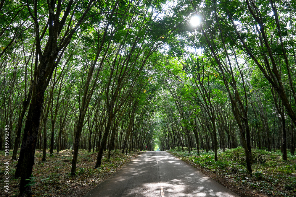 Fototapeta premium Lush Green Forest Road Surrounded by Tall Trees with Sunlight Filtering Through the Canopy