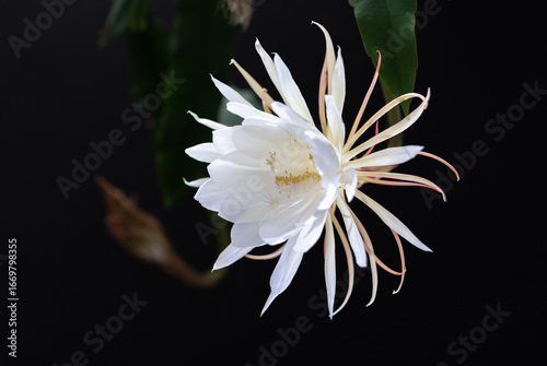 Close-up of a blooming white Queen of the Night flower (Epiphyllum oxypetalum) against a deep black background. Delicate petals and graceful stamens radiate purity, elegance, and rarity