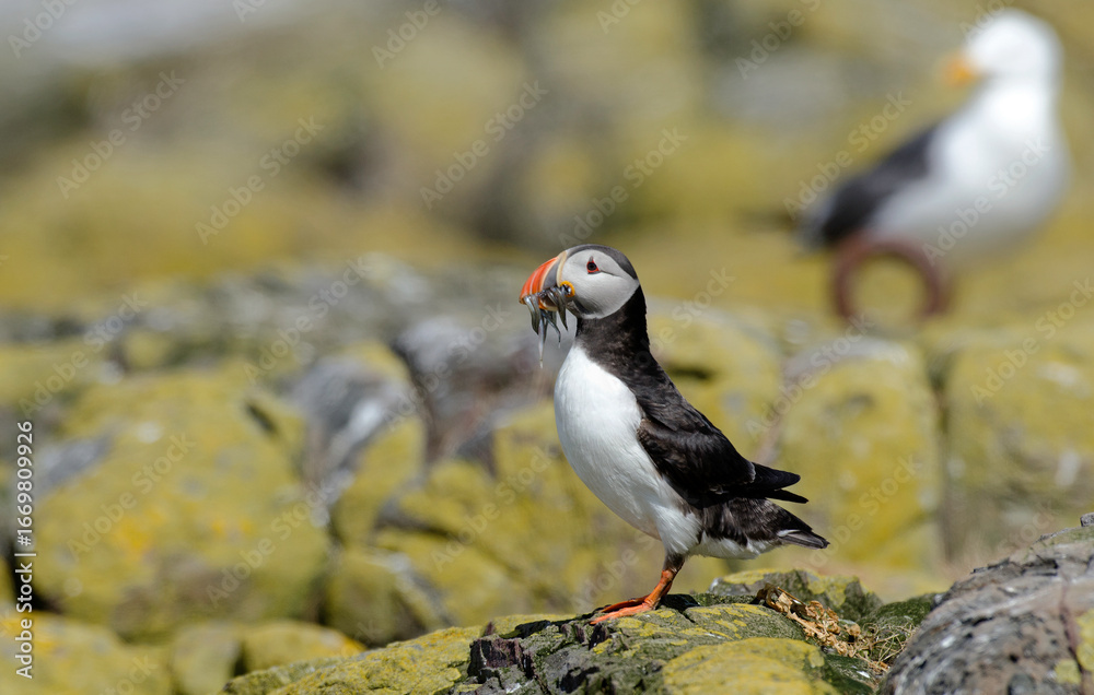 Fototapeta premium Macareux moine, poissons, Fratercula arctica, Atlantic Puffin, Lançon, Hyperoplus lanceolatus