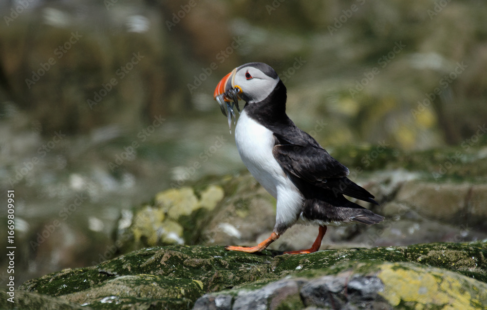 Fototapeta premium Macareux moine, poissons, Fratercula arctica, Atlantic Puffin, Lançon, Hyperoplus lanceolatus