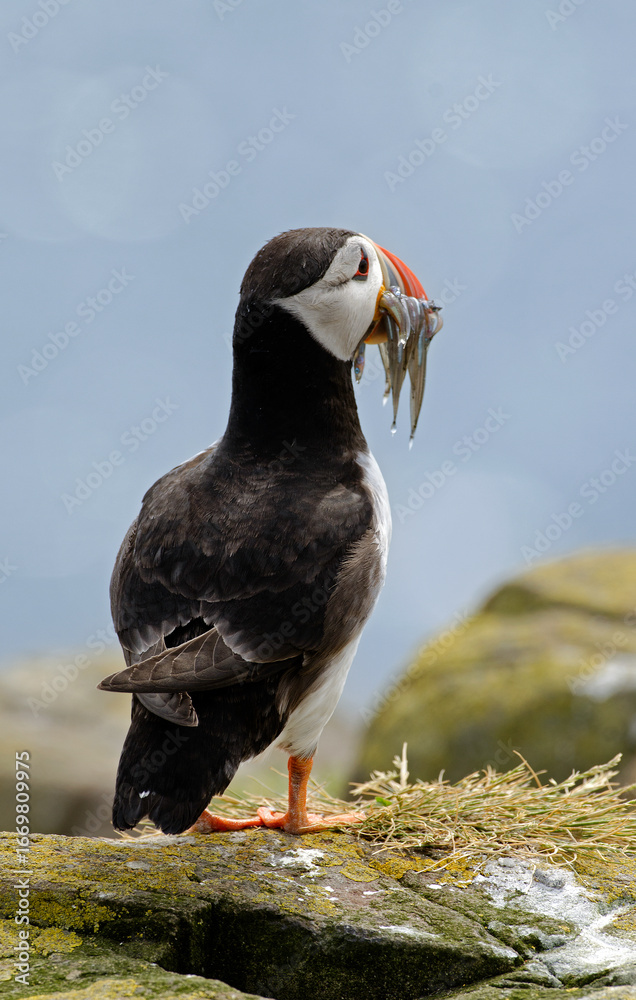 Fototapeta premium Macareux moine, poissons, Fratercula arctica, Atlantic Puffin, Lançon, Hyperoplus lanceolatus