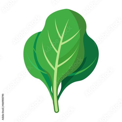 Minimalist color vector illustration of a single spinach leaf