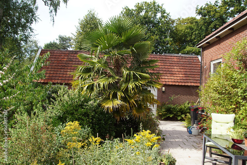 Chinese windmill palm, windmill palm, Chusan palm, (Trachycarpus fortunei). Family Palmae or Arecaceae. Dutch garden, house, shed, terrace. Summer, August, Netherlands.  