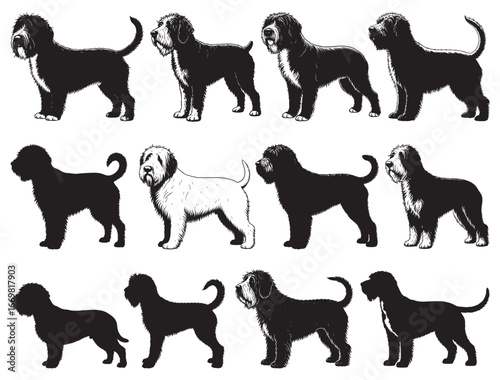 BARBET DOG SILHOUETTE.
