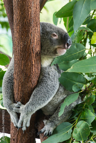 Close-up of koala resting in eucalyptus tree, arms tightly hugging trunk, relaxed expression with dense foliage surrounding its furry body