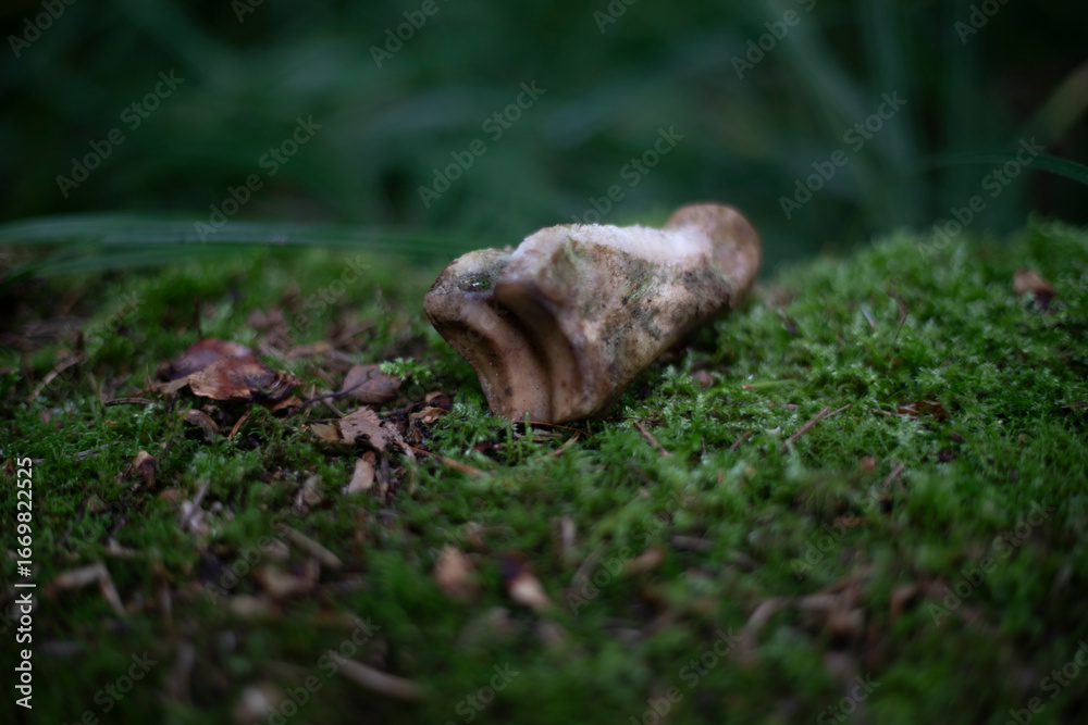 Obraz premium The bone is lying on the moss. Bonfire in the forest. Remnants of life.