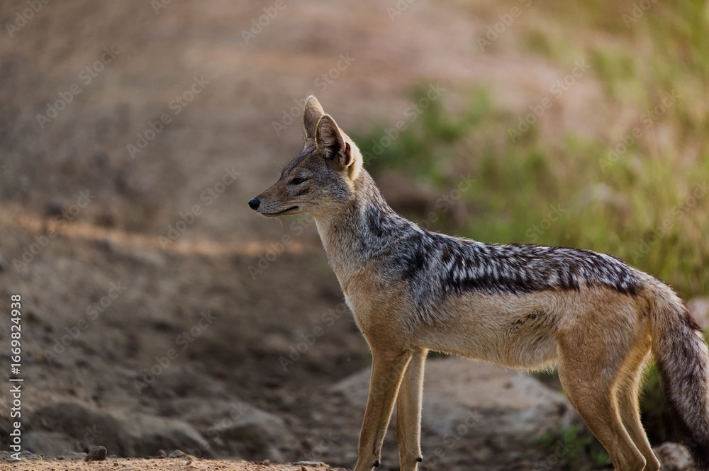Fototapeta premium Black-backed jackal on a dirt path in the wild.