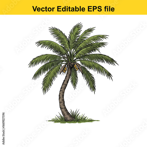 A single palm tree with coconuts isolated on white background