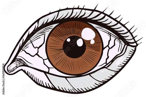 Detailed illustration of a human eye, showing veins and eyelashes.