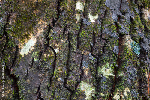 natural background of tree bark texture