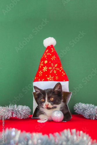 New Year's photo of a cat with a Santa hat
