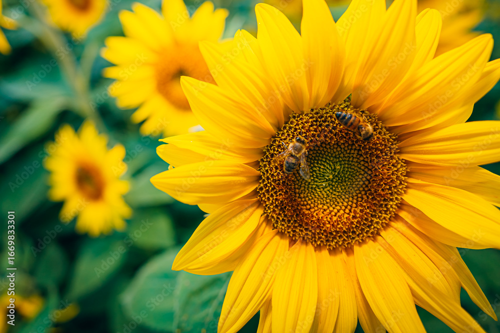 Fototapeta premium Sonnenblumen mit Bienen im Sonnenblumenfeld im Sommer