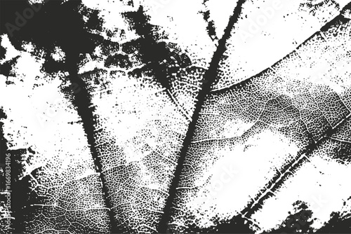 grunge texture background with abstract leaf veins pattern, distressed black and white subtle grunge overlay, vintage natural plant detail close up texture