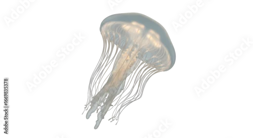 Obraz Isolated jellyfish