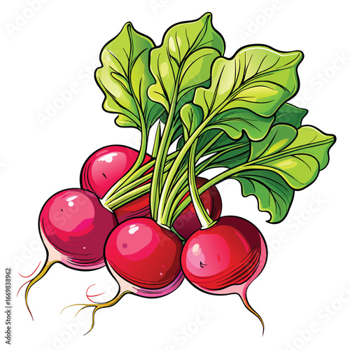 Vibrant Bunch of Radishes with Green Leaves A Fresh and Colorful Vegetable Arrangement Depicting Nature's Bounty