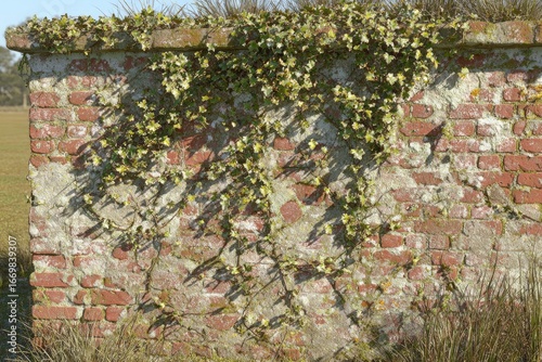 Weathered brick wall with ivy (1)