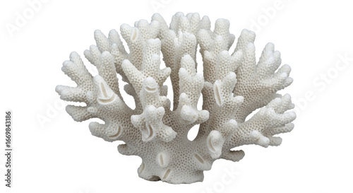 Fototapeta Naklejka Na Ścianę i Meble -  Isolated coral