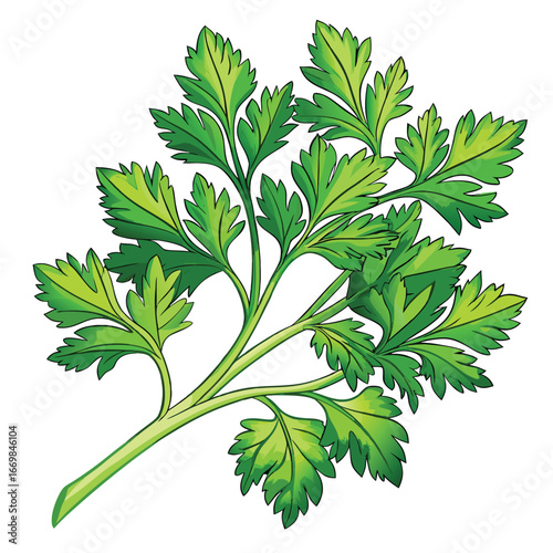 Vibrant Sprig of Parsley Detailed Botanical Vector Illustration of Fresh Culinary Herb for Cooking and Garnish 